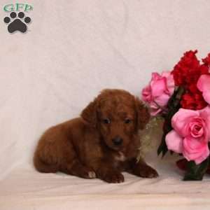 Millie, Mini Goldendoodle Puppy